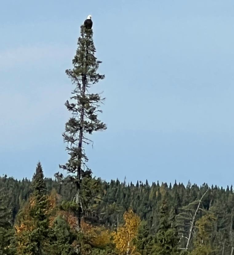 An eagle on a tall tree in Central NL
